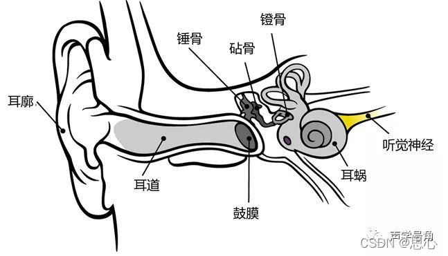 人体的发声原理和人耳的听觉原理