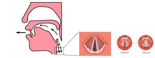 人体如何发声？发声器官的工作原理