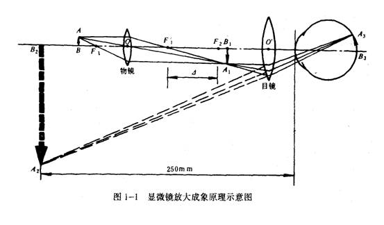 显微镜与放大镜的本质区别