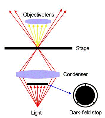 特殊光学显微镜的原理与使用
